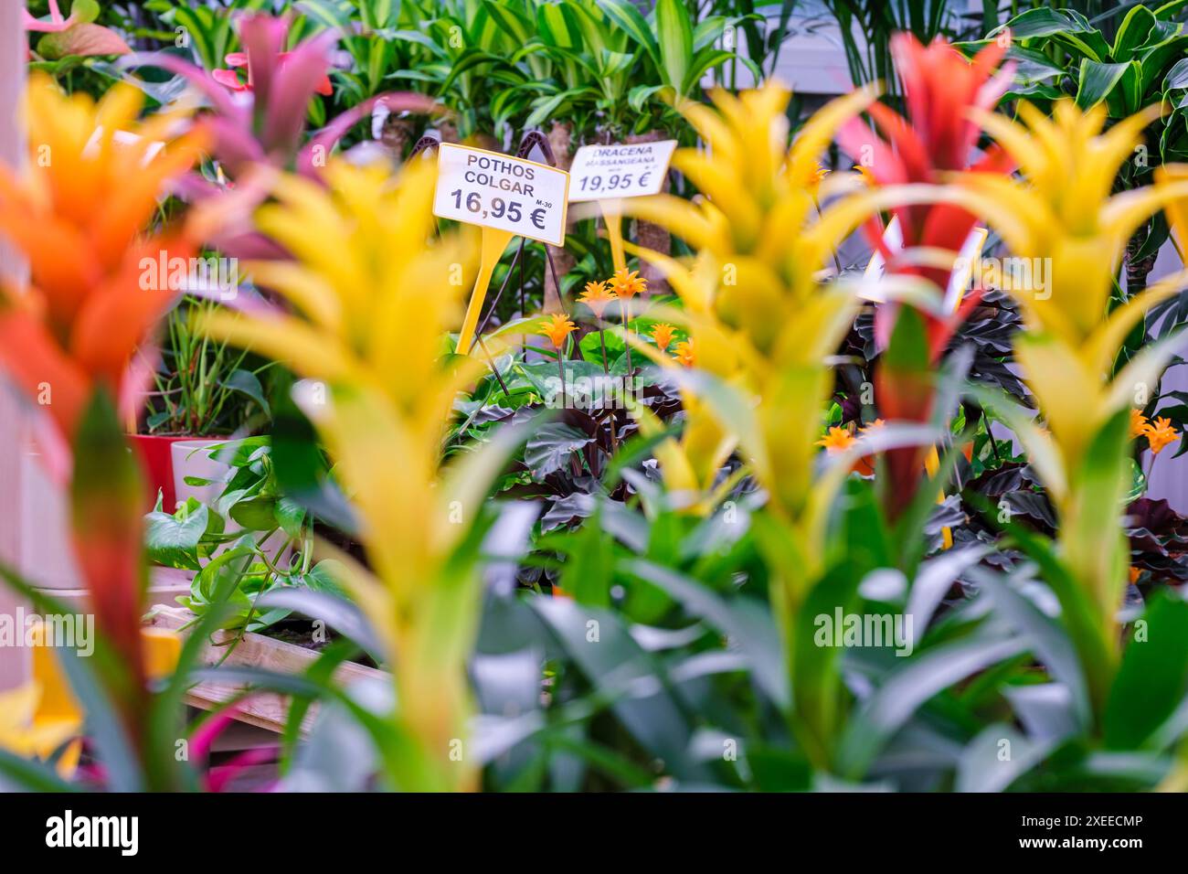 Guzmanien in Blume, Mallorca, Balearen, Spanien Stockfoto