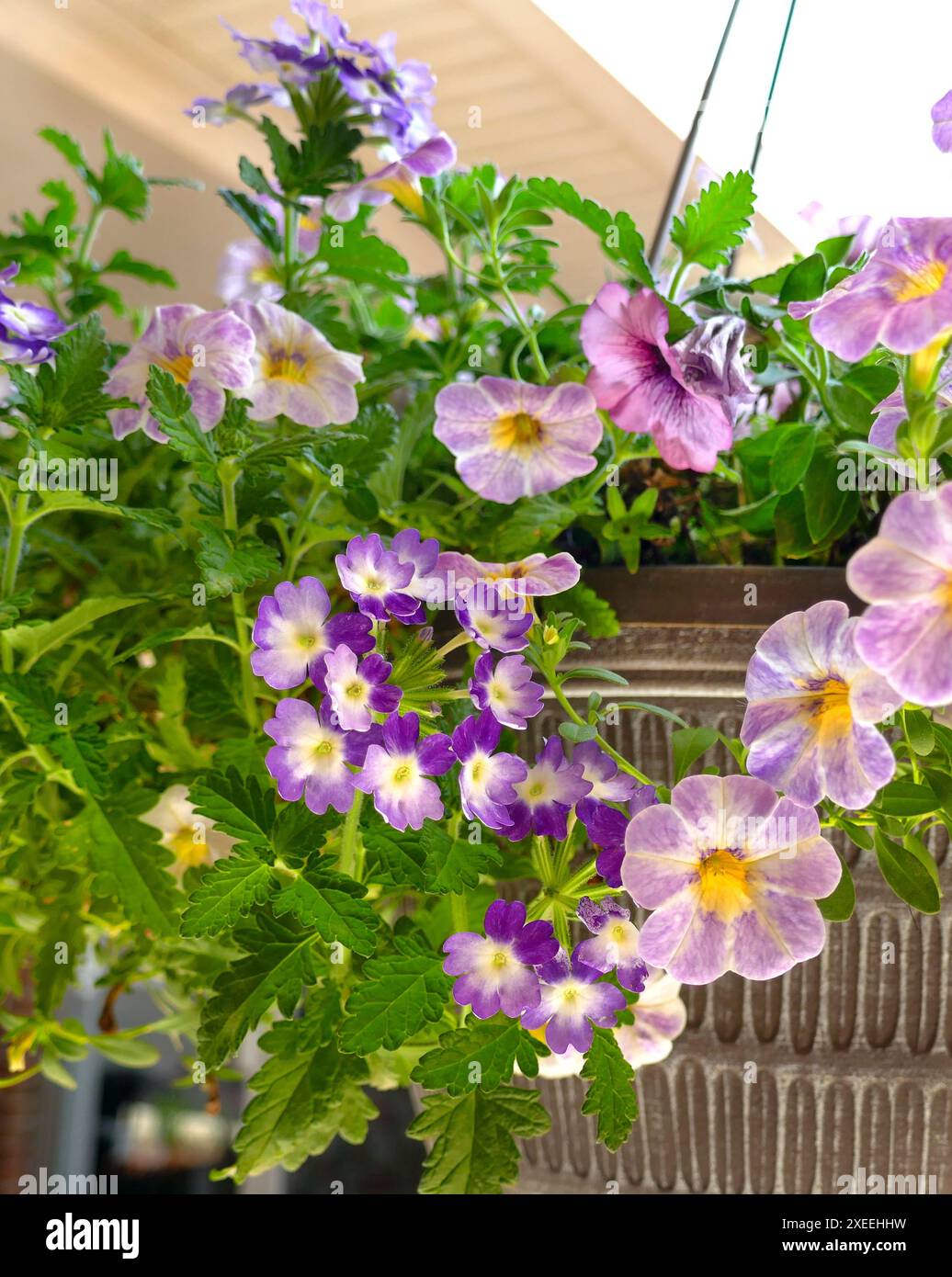 Ein hängender Korb voller lila Blumen ziert einen Kirchengang in Nord-Florida. Stockfoto