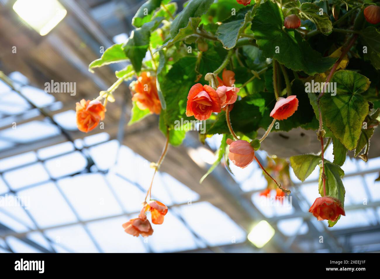 Leuchtende orange Begonienblumen hängen in einem Gewächshaus, Gartenarbeit, Natur und florale Schönheit Stockfoto