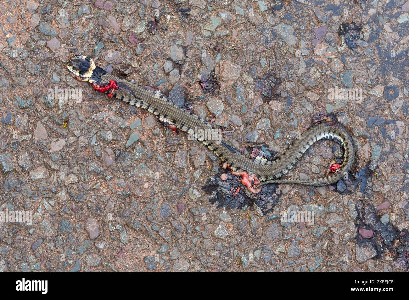 Junge Grasschlange mit Gittersperre, Natrix helvetica, vom Straßenverkehr zerquetscht, Wye Valley, Monmouthshire, Wales Stockfoto