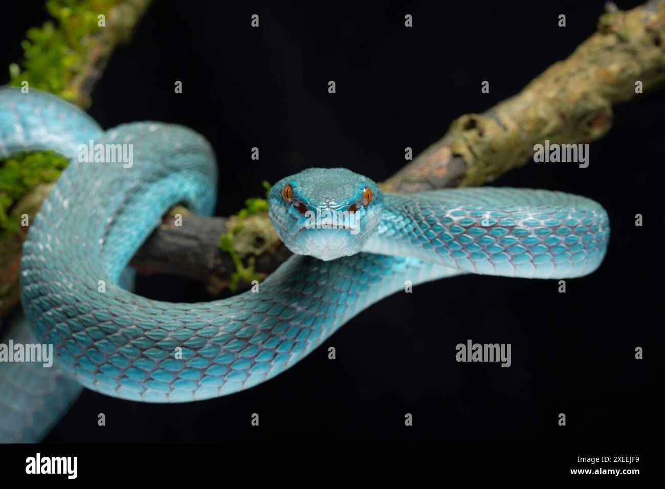 Weißlippige Insel-Grubenviper, Trimeresurus insularis, blaue Form. Familie Viperidae... Stockfoto