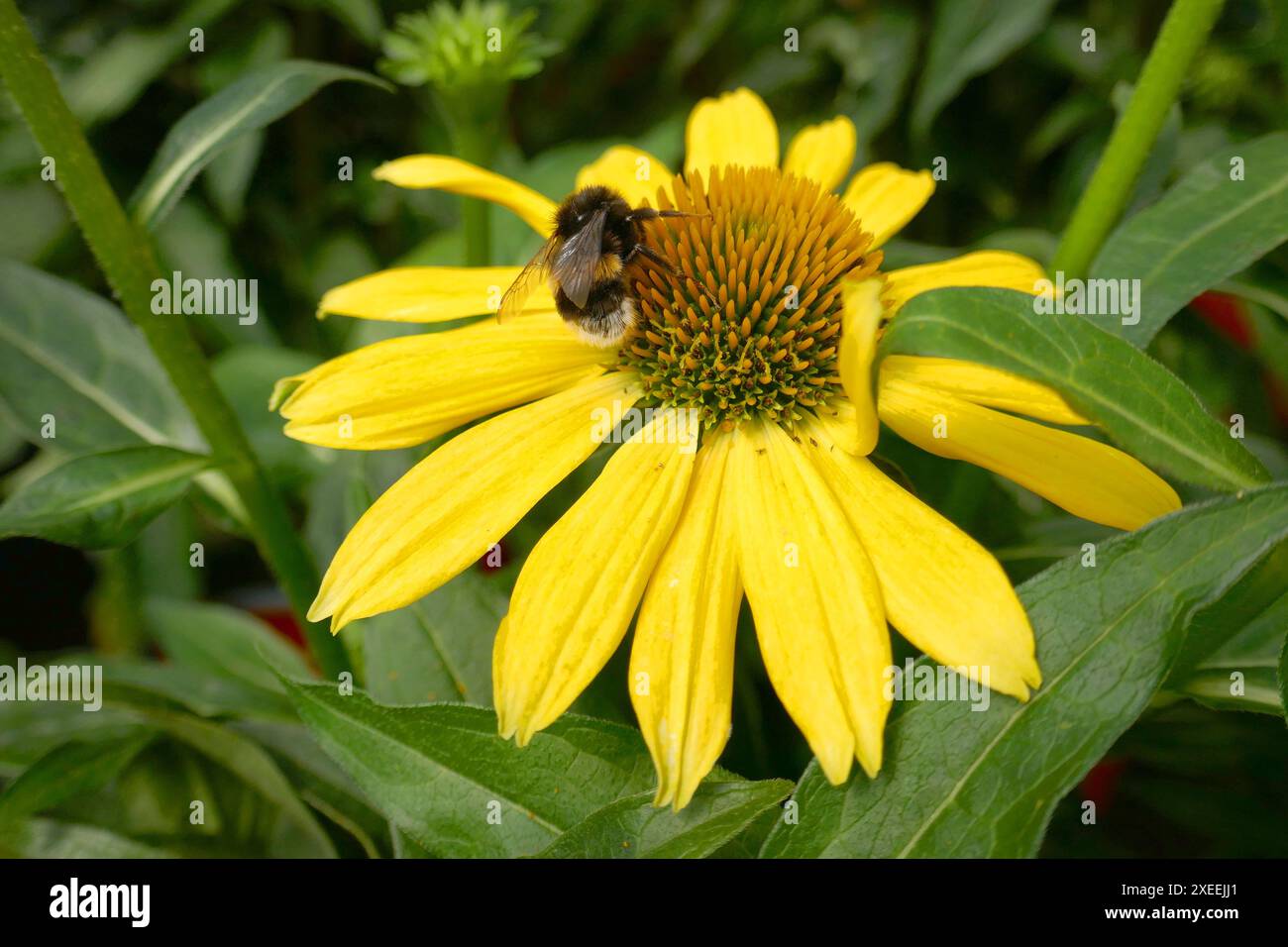 Hummel auf einer Koneflorblume, Echinacea purpurea Stockfoto