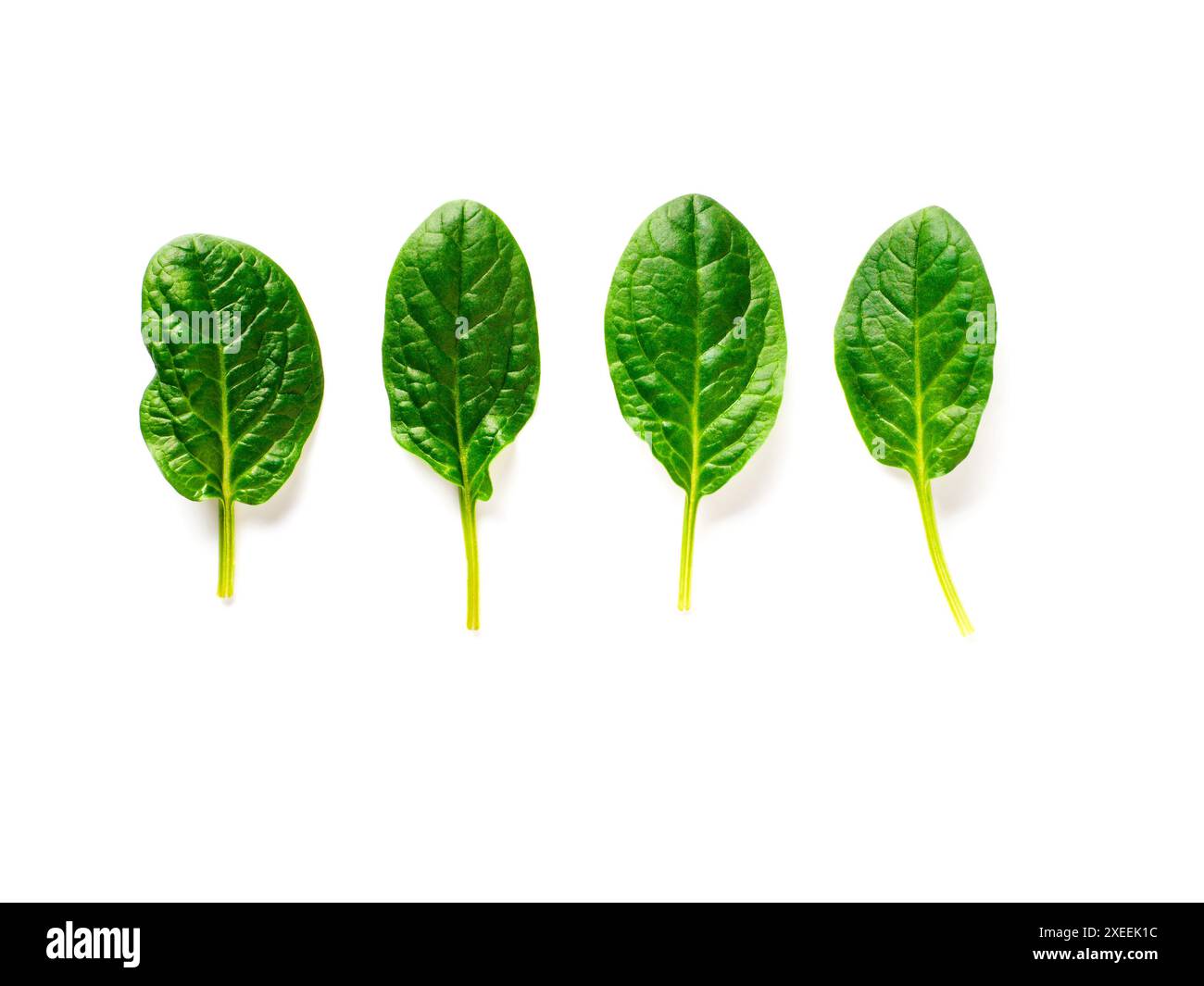 Vier Babyspinatblätter isoliert auf weiß Stockfoto
