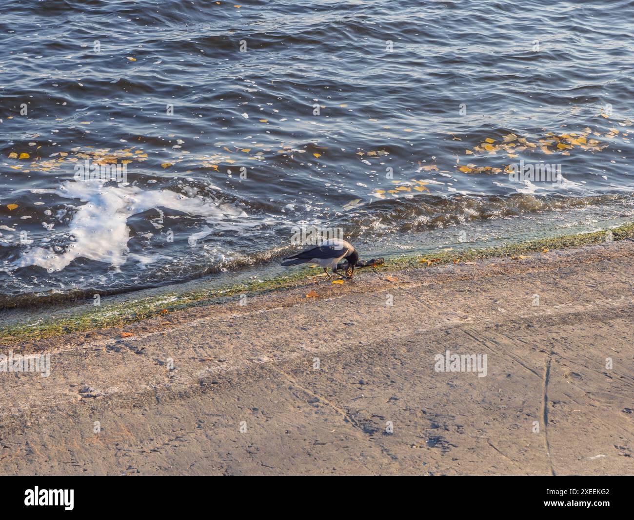 Krähenvogel, der am Betonufer steht und eine Nuss im Schnabel hält, Wellen mit gelb gefallenen Blättern und Schaum im Hintergrund. Stockfoto