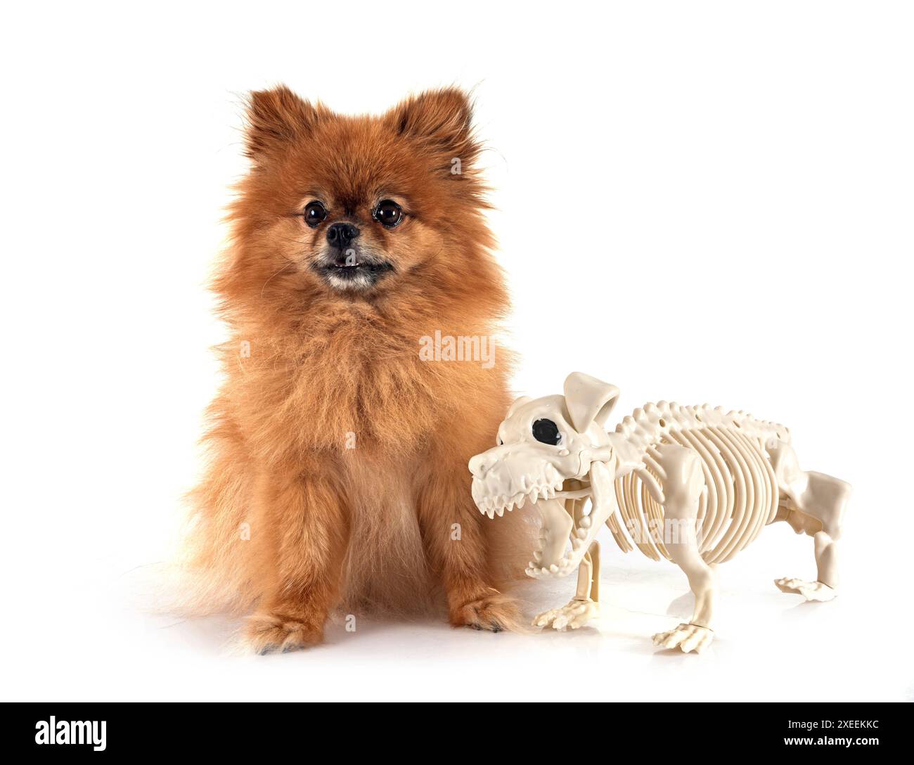 Junge pomeranian vor weißem Hintergrund Stockfoto