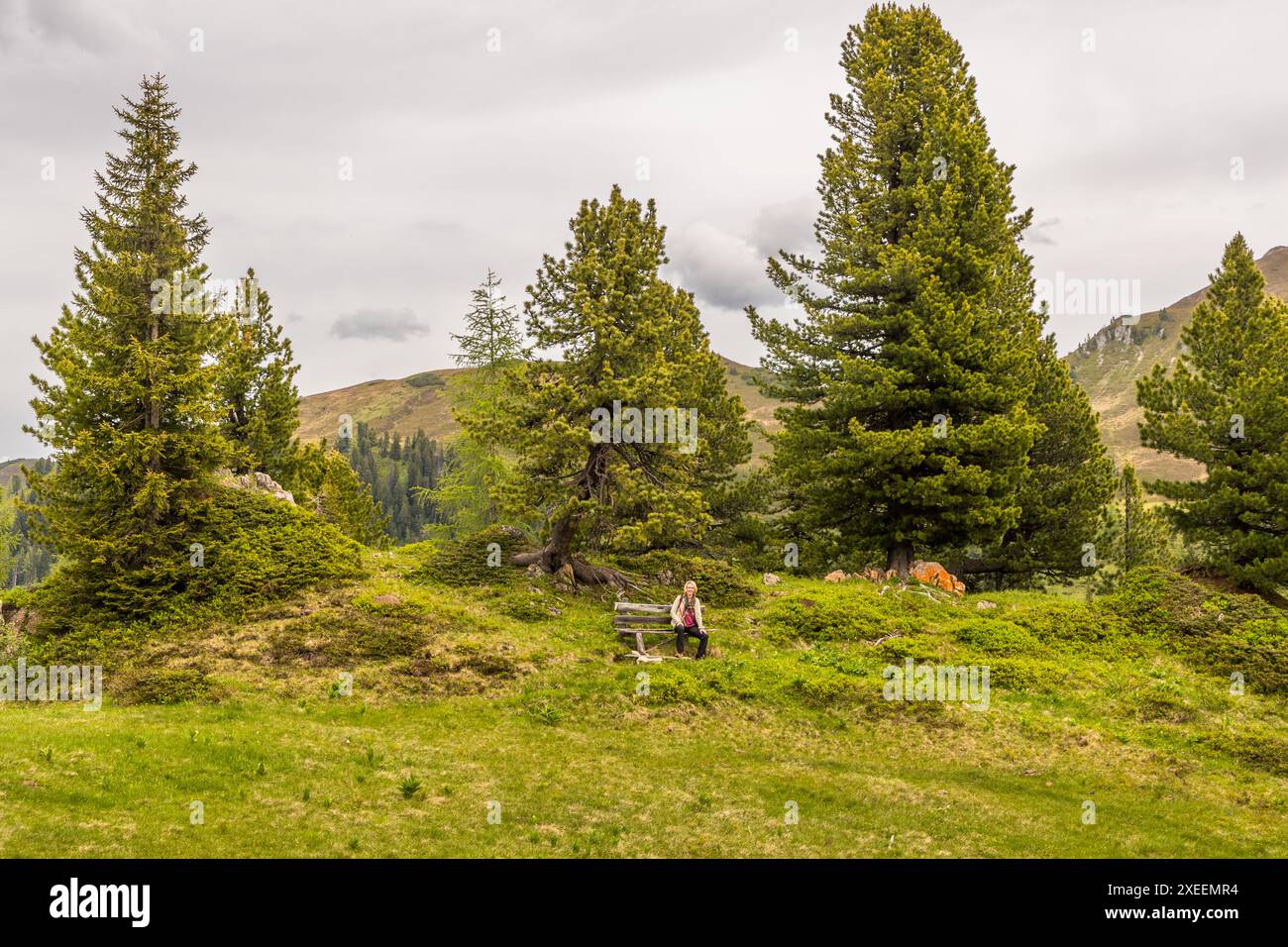 Journalistin Angela Berg sitzt auf einer Ruhebank unter hohen Nadelbäumen am Salzburger Almenweg nahe der Filzmoosalm bei Großarl, Salzburg, Österreich. Kühe weiden auf der Almwiese im Hintergrund. Stockfoto