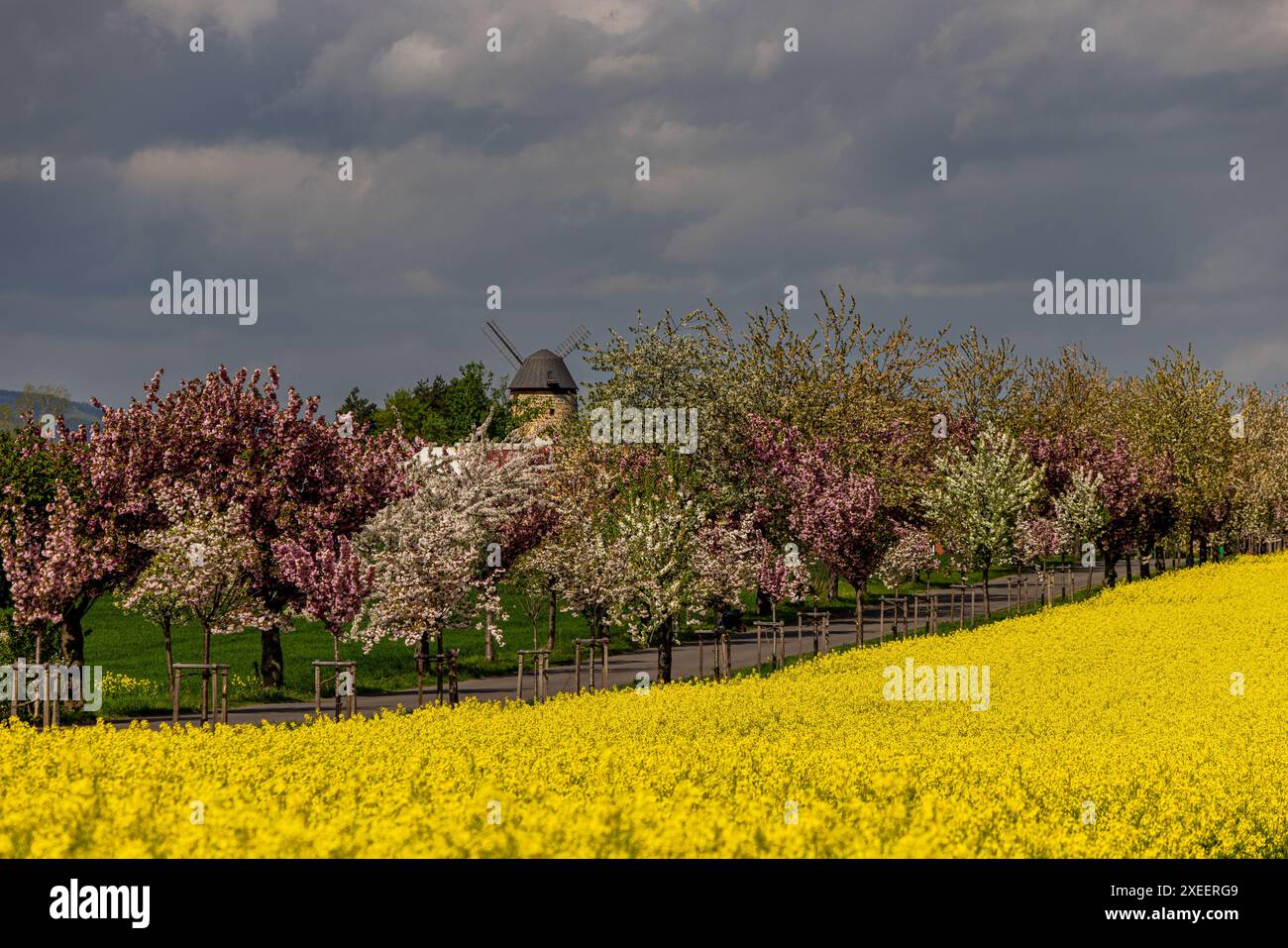 Frühling blühende Landschaften blühende Allee TeufelsmÃ¼hle Warnstedt Stockfoto