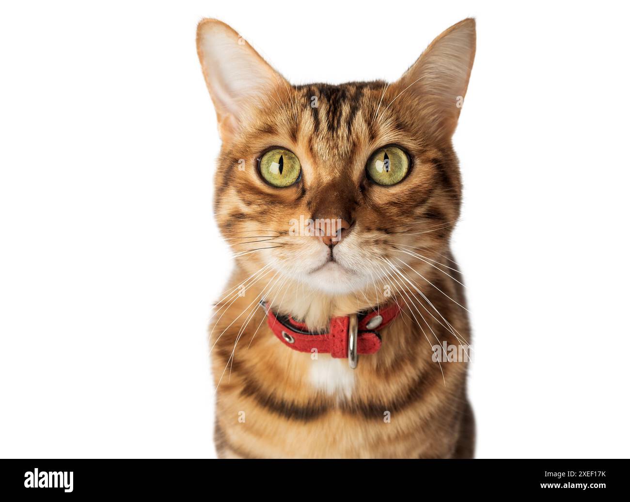 Porträt einer bengalischen Katze mit rotem Kragen auf weißem Hintergrund. Stockfoto