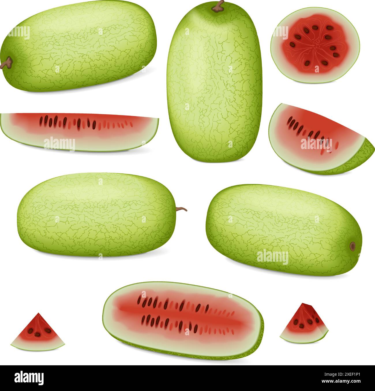 Clip Art. Ali Baba Watermelon. Citrullus lanatus. Obst und Gemüse. Isolierte Vektordarstellung. Stock Vektor
