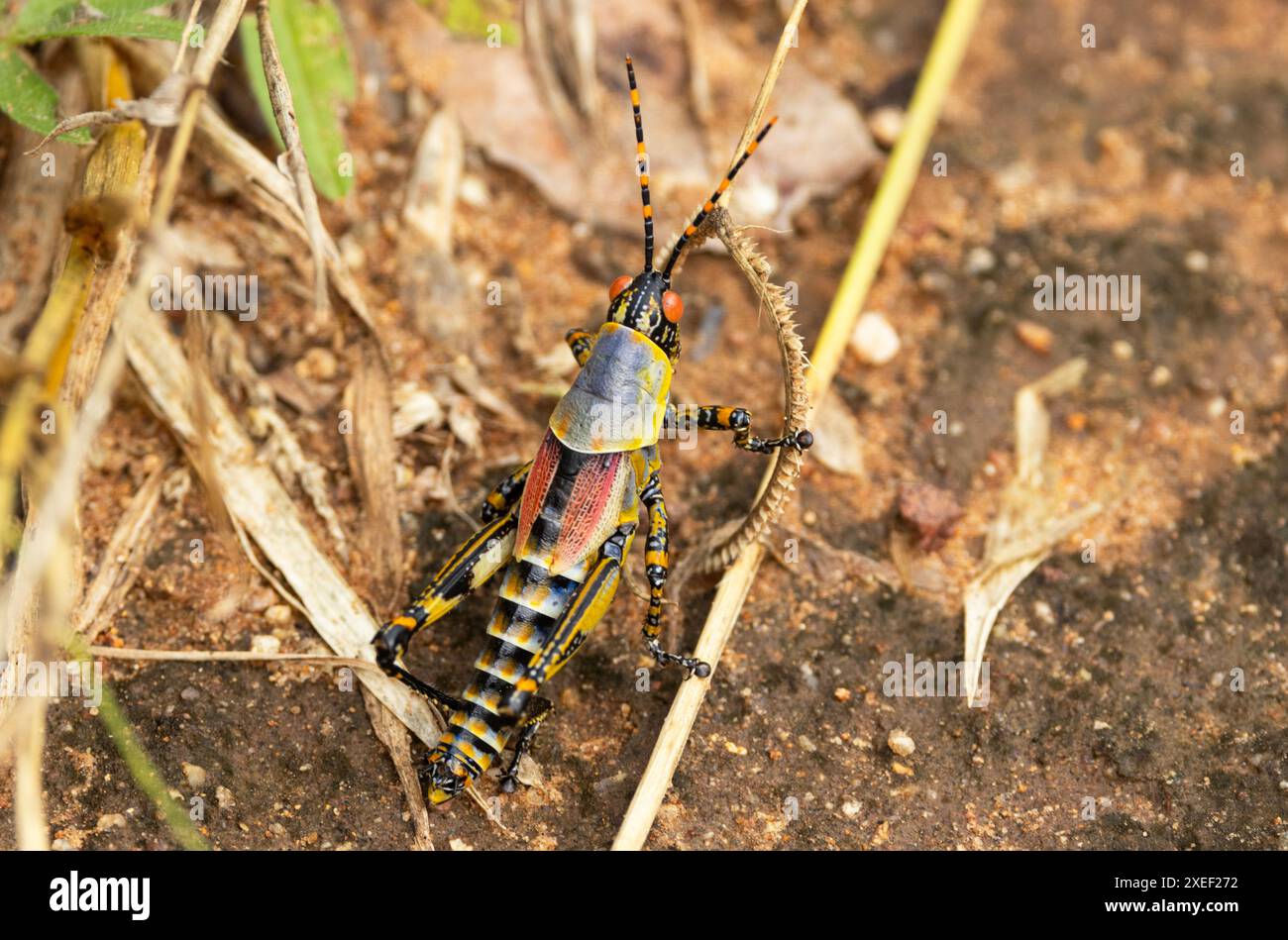 Der elegante Grasshopper ist ein attraktiver farbiger Grasshopper, der in subtropischen Savannen üblich ist. Sie können ein ernster Schädling von Kulturpflanzen sein Stockfoto