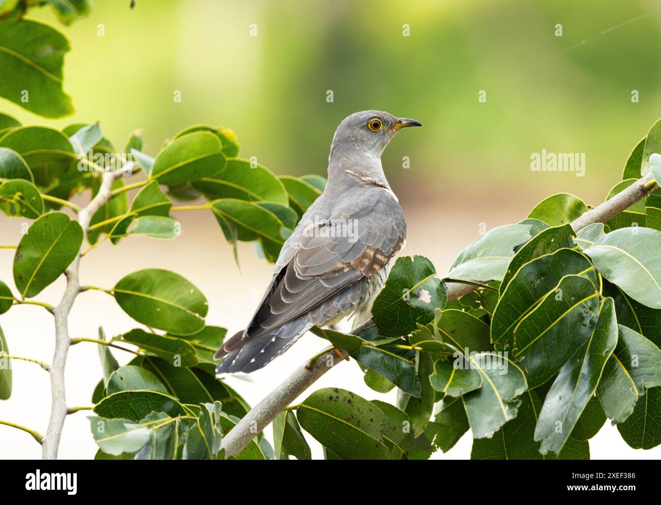 Der afrikanische Kuckuck ist ein interafrikanischer Migrant, der den saisonalen Regenmustern folgt. Sie sind Brutparasitenzüchter und suchen Babblers und Bulbul Stockfoto