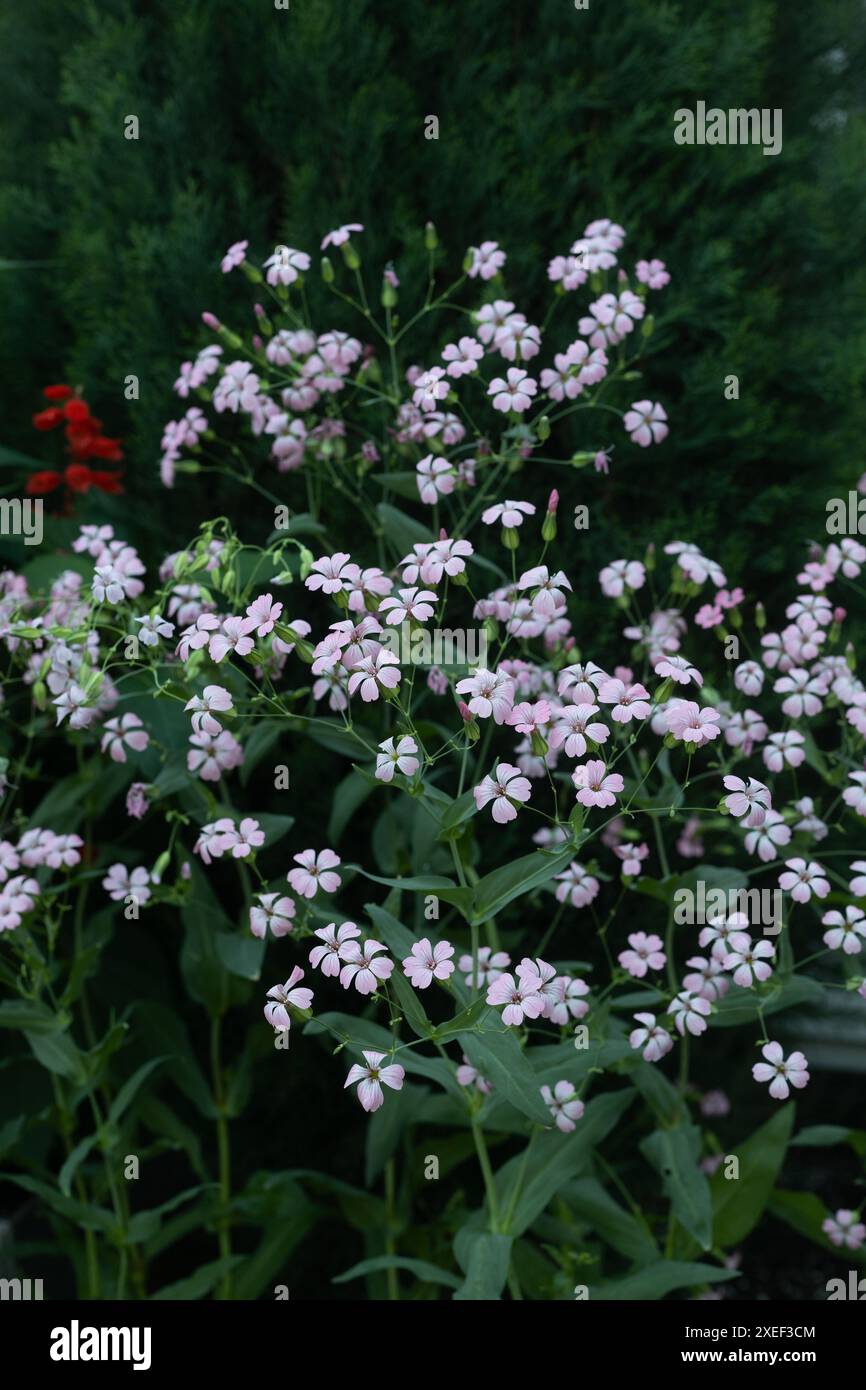 Saponaria „Pink Beauty“ Blüten. Stockfoto