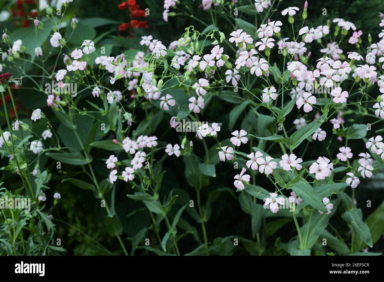 Saponaria „Pink Beauty“ Blüten. Stockfoto