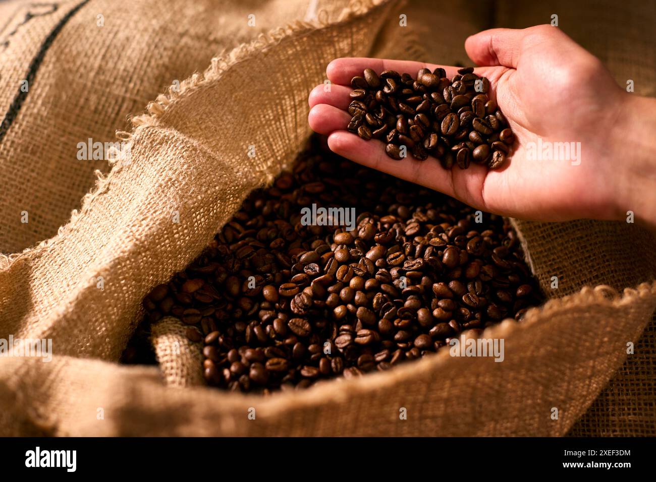 Nahaufnahme Der Hand, Die Geröstete Kaffeebohnen In Hessischer Oder Sacksack Hält Stockfoto
