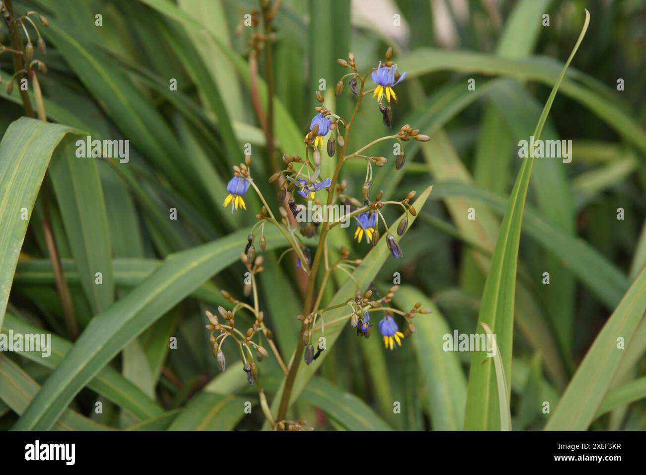 Dianella tasmanica, Flachslilie Stockfoto
