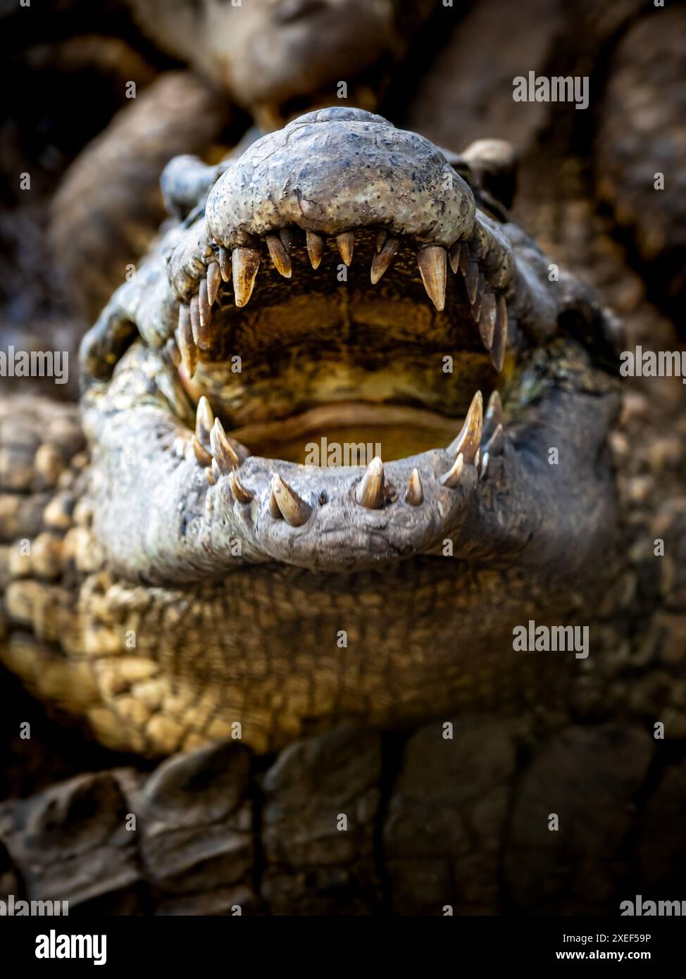 Bedrohliches kubanisches Krokodil mit weit geöffneten Kiefern, das seine scharfen Zähne enthüllt und die Intensität dieses mächtigen Raubtiers in Aktion einfängt. Stockfoto