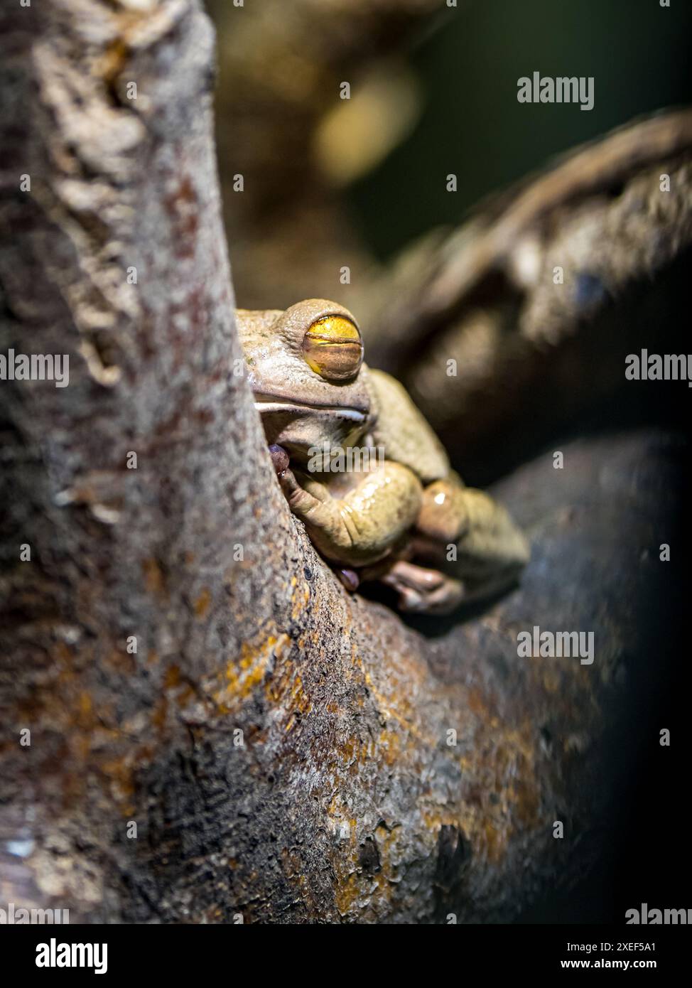 In der ruhigen Umarmung seines Regenwalds schlummert ein brauner, getarnter Weißlippenfrosch friedlich auf einem Ast, seine Augen geschlossen. Stockfoto
