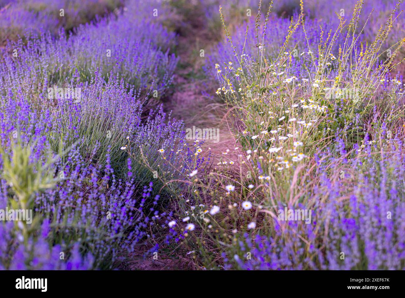 Lavendelblume Hintergrund in violetten Farben Stockfoto