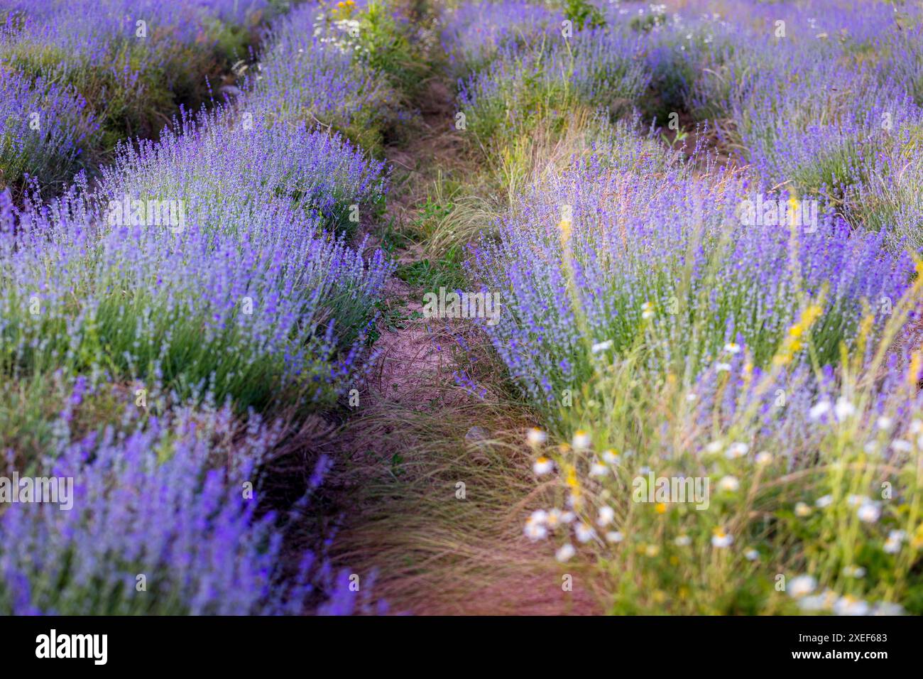 Lavendelblume Hintergrund in violetten Farben Stockfoto