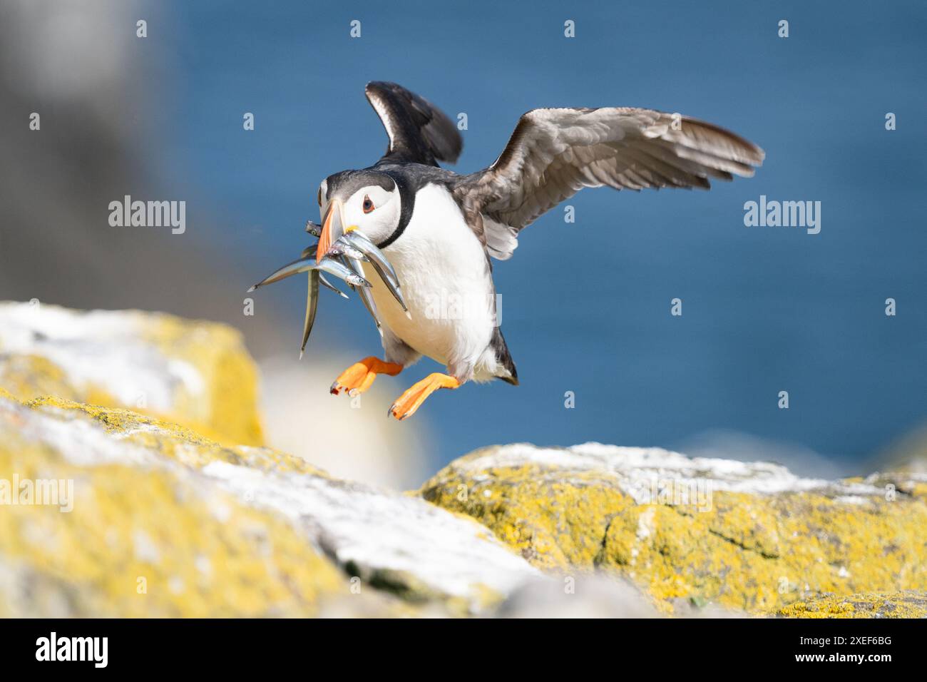 Puffin mit Sandaalen im Schnabelhaufen von Fels zu Fels - Isle of May, Fife, Schottland, Großbritannien Stockfoto