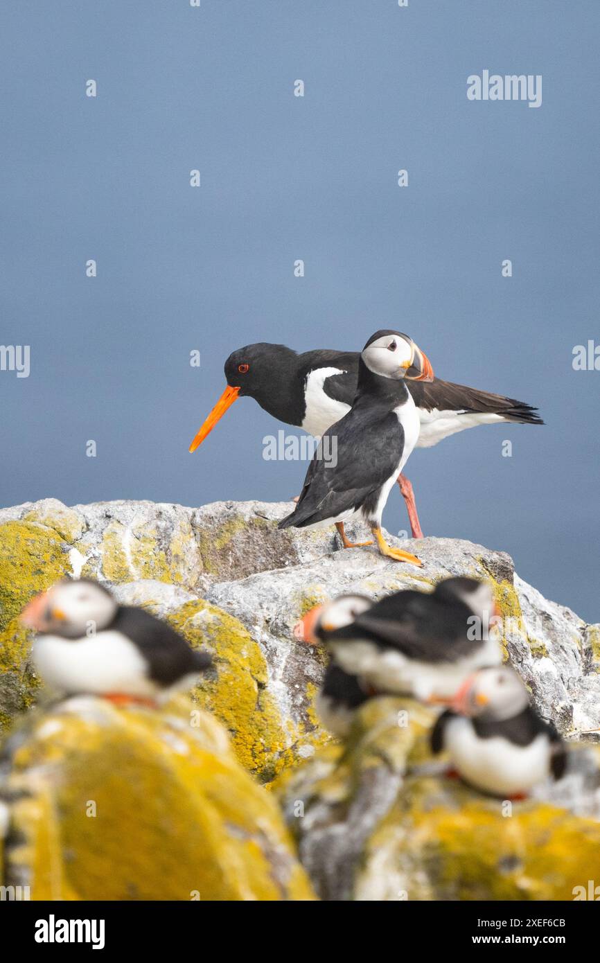 Puffin und Austernfänger - Isle of May, Fife, Schottland, Vereinigtes Königreich Stockfoto