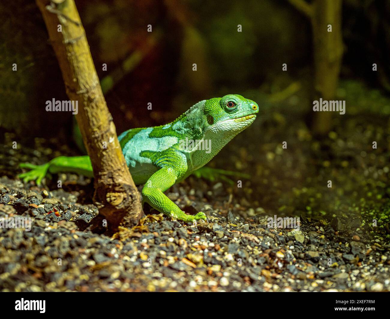 Lau-Bänderleguan (Brachylophus fasciatus). Endemisch auf den Lau-Inseln im östlichen Teil des Fidschi-Archipels Stockfoto