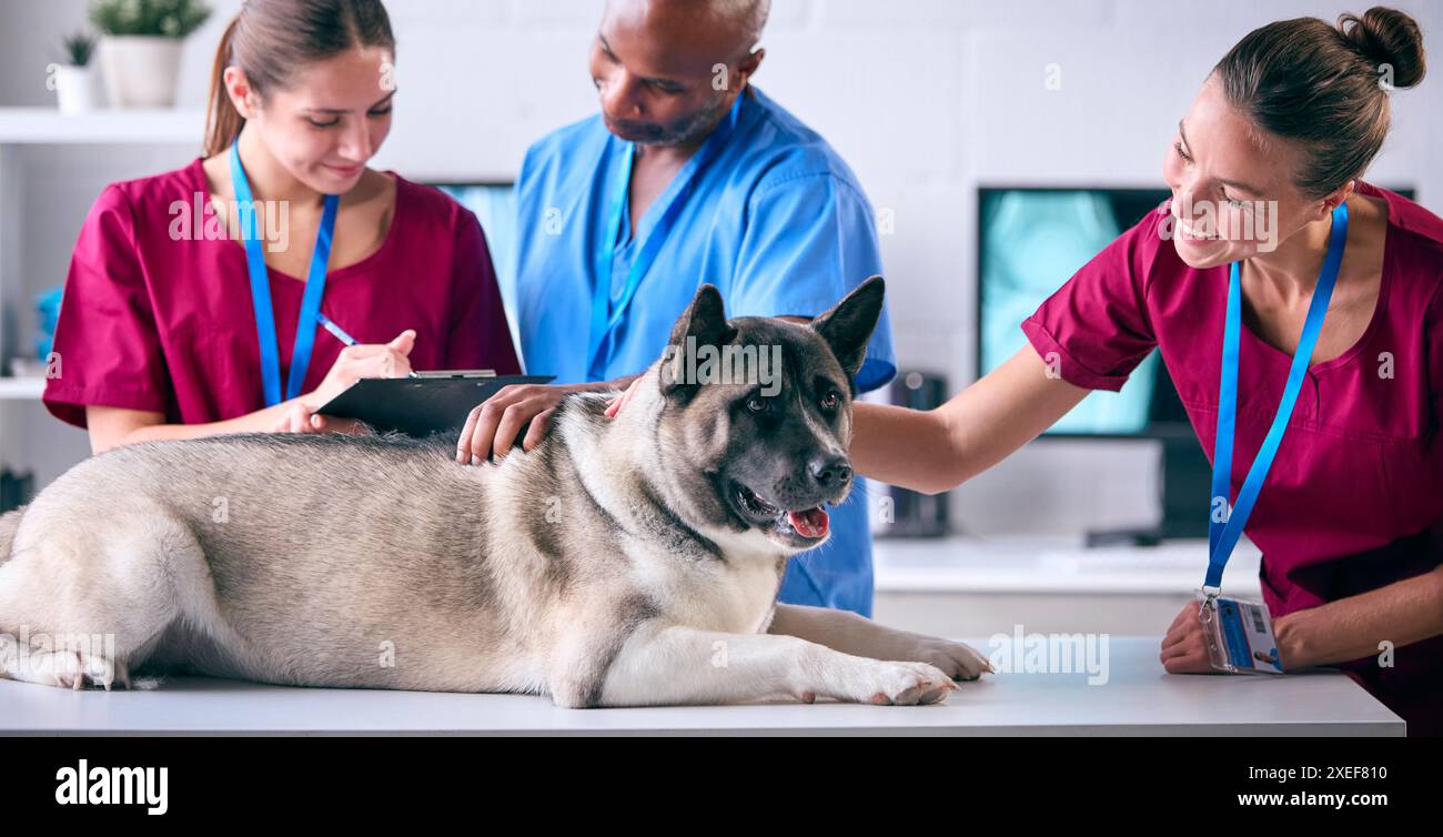 Männliches Und Weibliches Veterinärteam Untersucht Akita-Haustier In Der Chirurgie Stockfoto