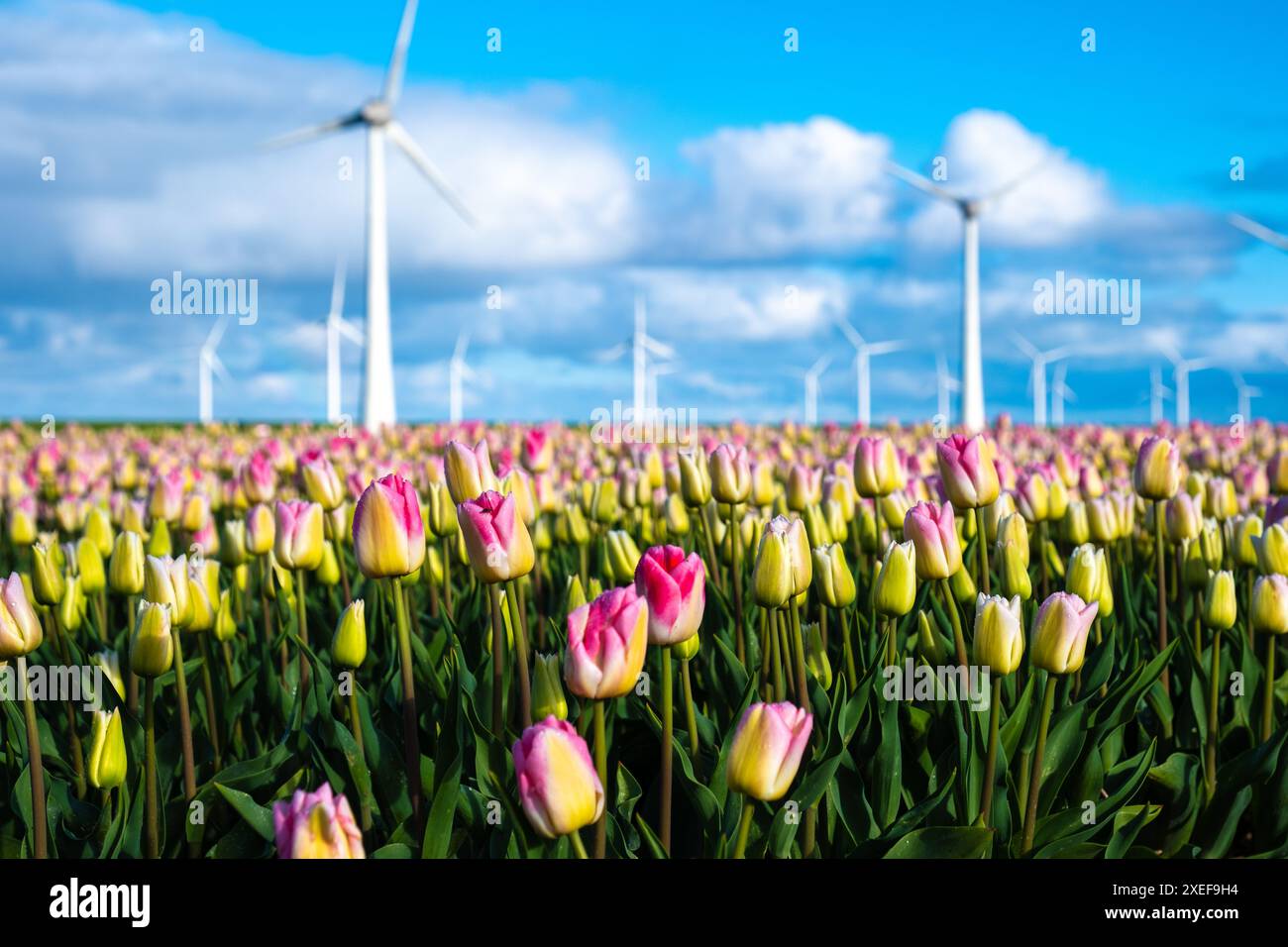 Ein lebhaftes Feld aus rosa und gelben Tulpen erstreckt sich so weit das Auge reicht, mit traditionellen niederländischen Windmühlen im Hintergrund Stockfoto