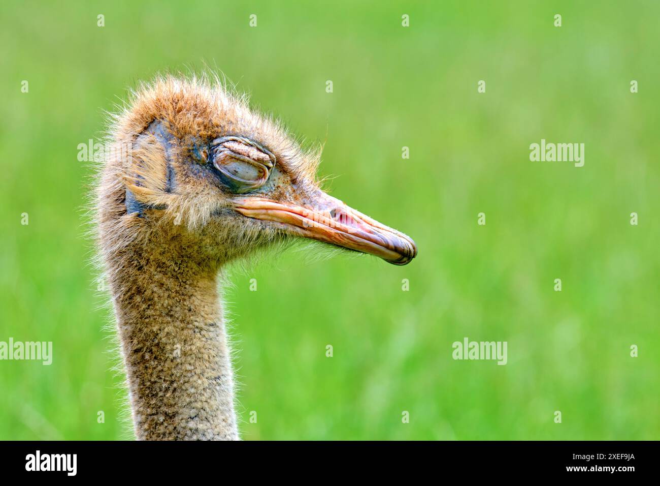 Ein Strauß (Stuthio camelus) steht auf einem grünen Feld. Der Vogel hat einen verschlafenen Blick im Gesicht. Cabarceno Naturpark. Kantabrien, Spanien. Stockfoto