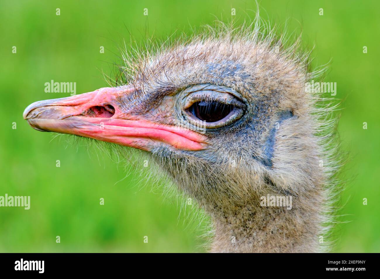 Ein Strauß (Stuthio camelus) steht auf einem grünen Feld. Der Vogel schaut nach vorne. Cabarceno Naturpark. Kantabrien, Spanien. Stockfoto