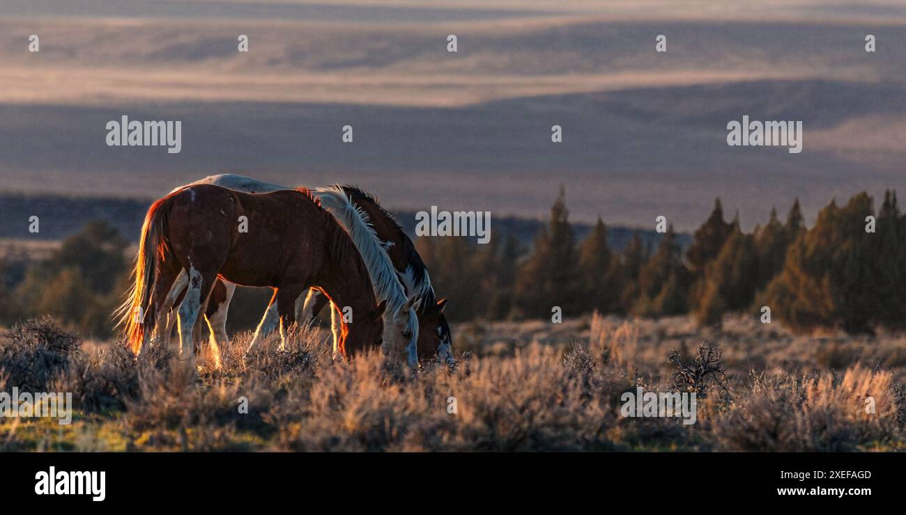 Die Steens Mountain Wildpferde können von Pinto über Buchsleder, Sauerampfer, Bucht, Palomino, Graubraun und Schwarz reichen. Stockfoto