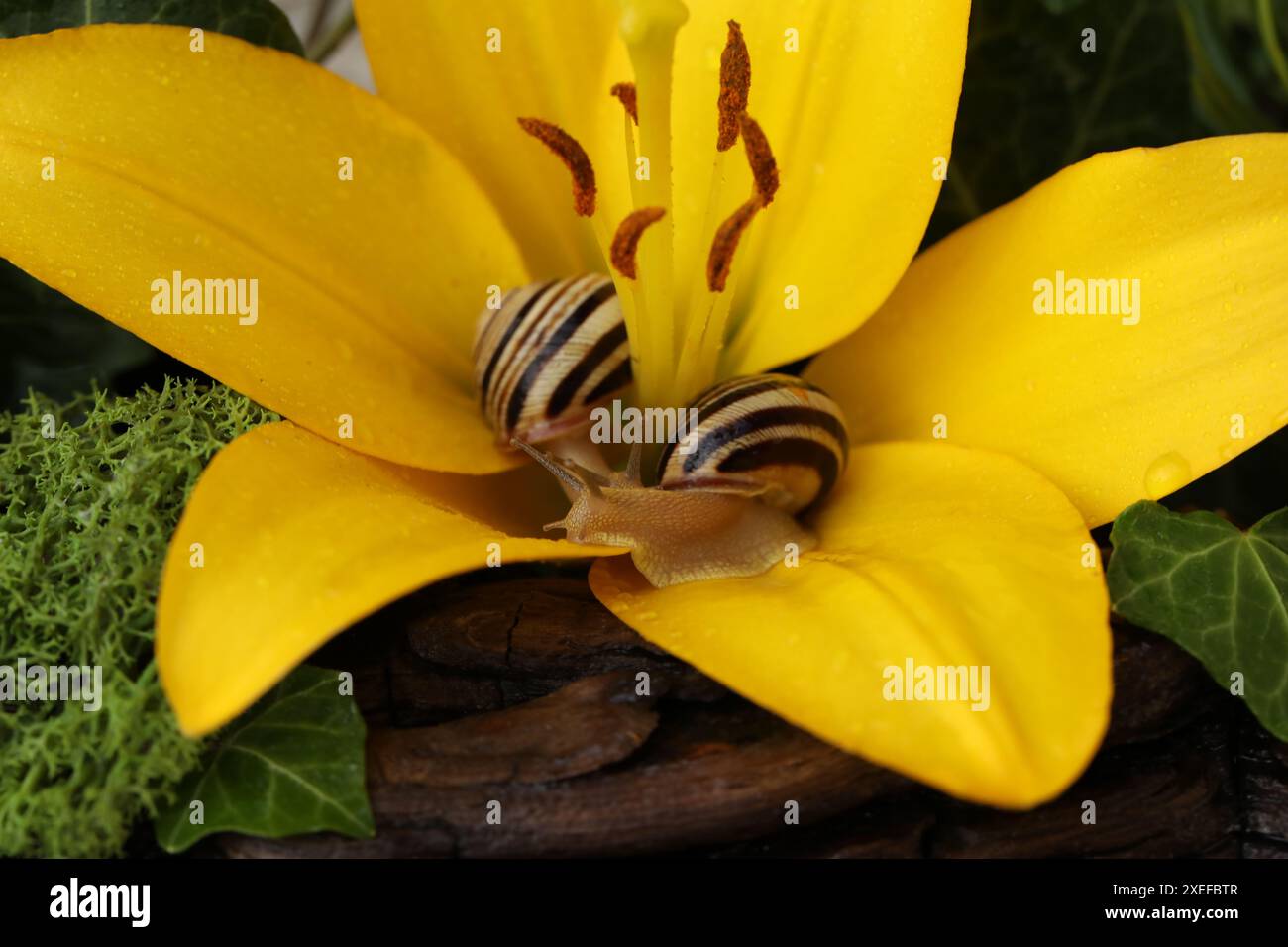 Gartenschnecke auf leuchtend gelber Blume im Garten Stockfoto