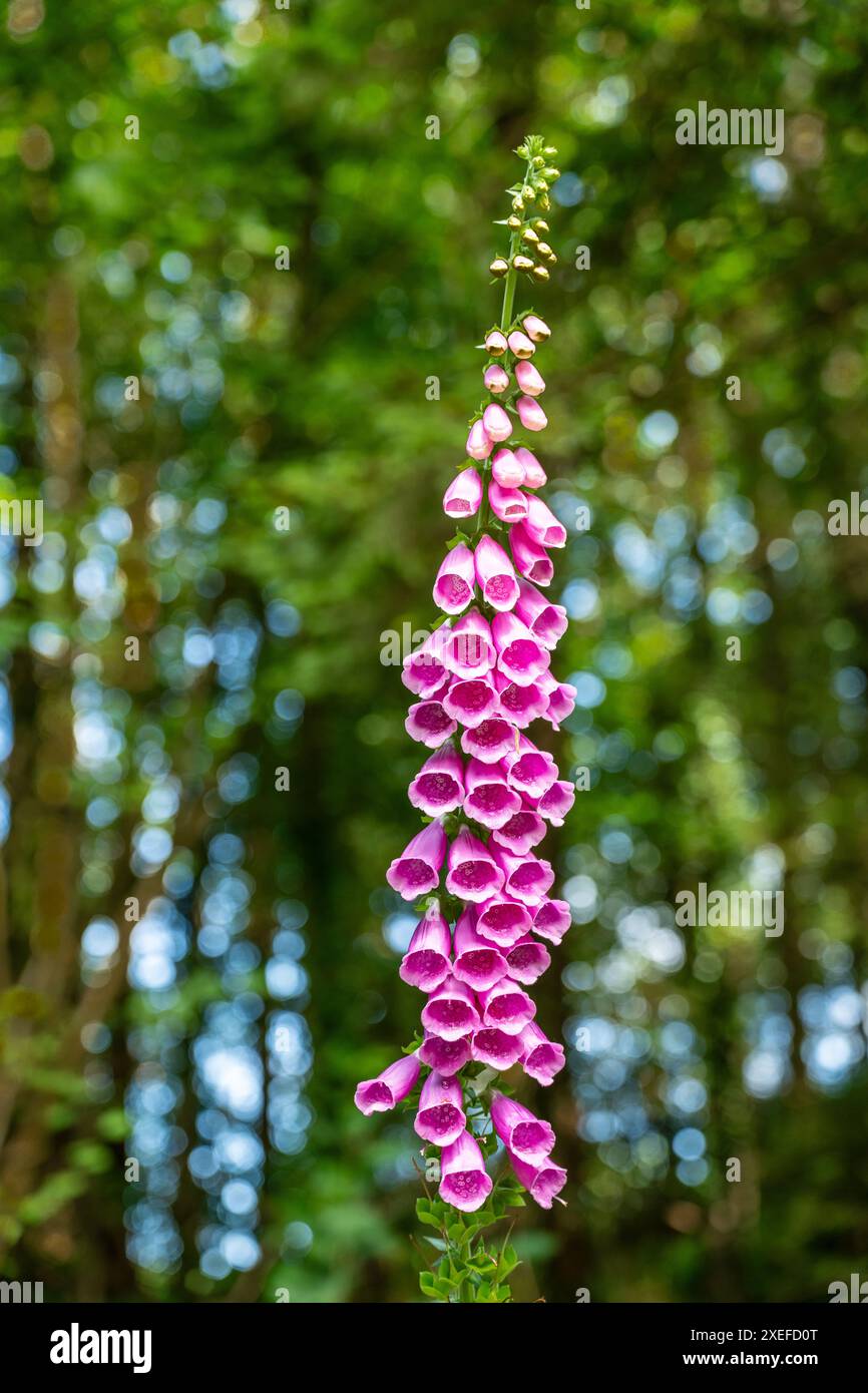 Lila rosa Fuchshandschuhpflanze ist giftig für Tiere und Menschen in Blüte im Frühjahrssommer Stockfoto