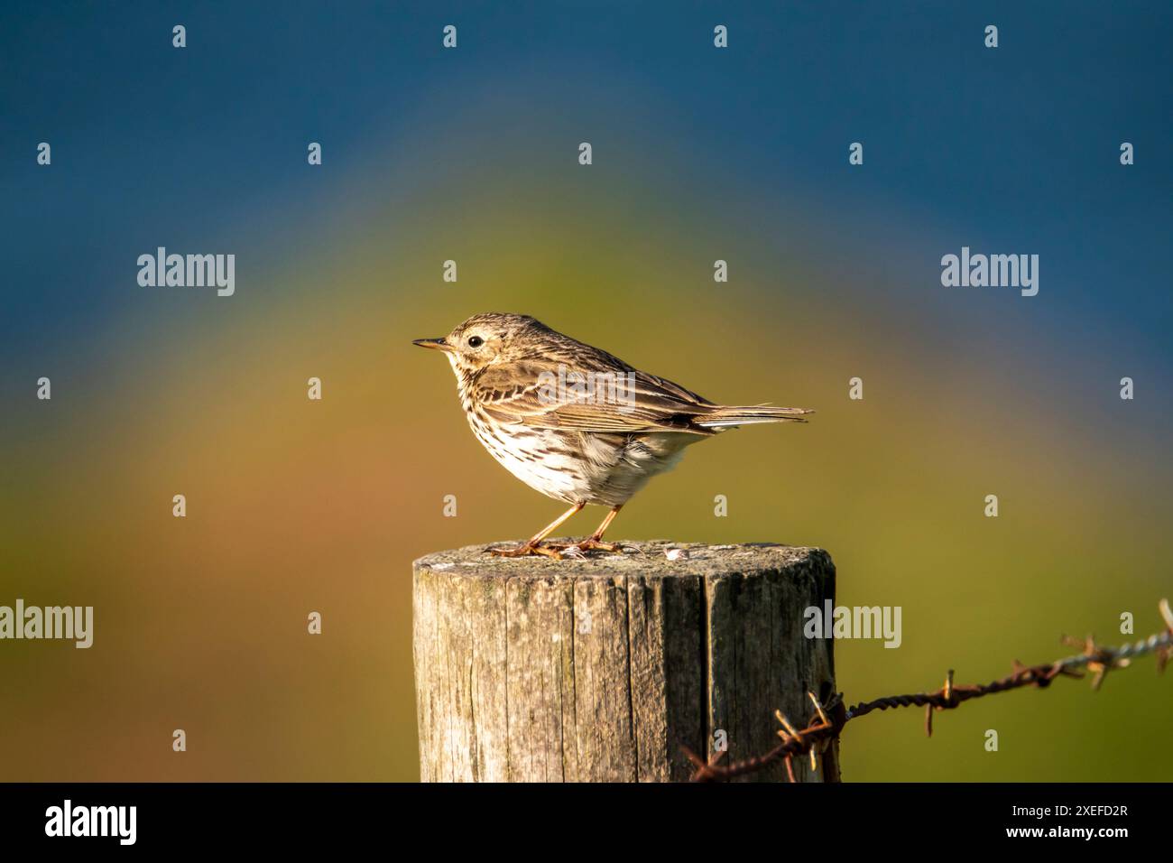 Eine kleine, streifenförmige, gelbbraune britische Meadow Pippit (Anthus pratensis), die auf einem bewaldeten Zaunpfosten thront. Stockfoto