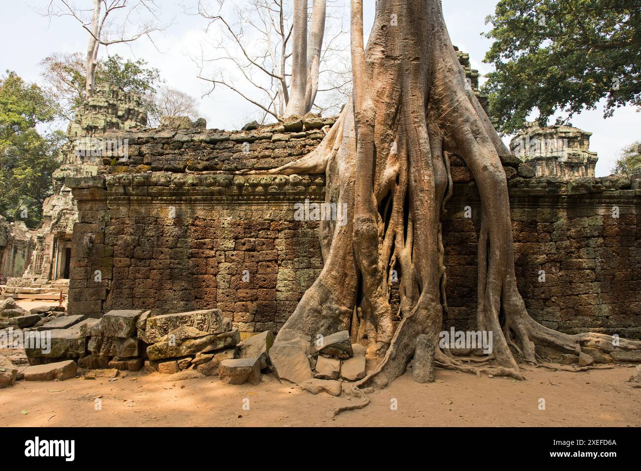 Ta Prohm Stockfoto