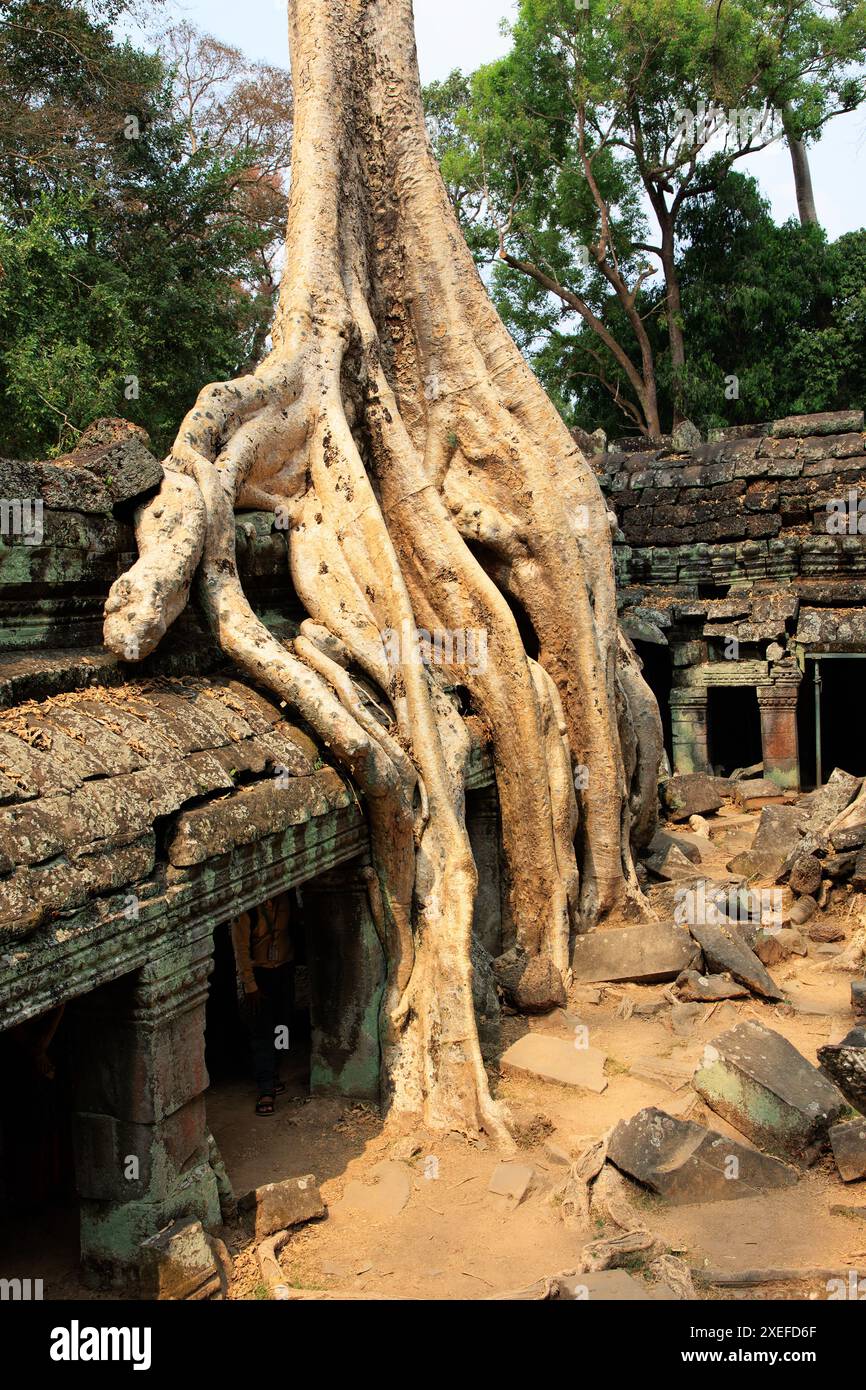 Ta Prohm Stockfoto