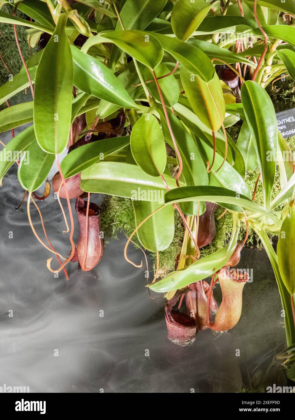 Kannenpflanze (nepenthes bicalcarata), Kannenfamilie (Nepenthaceae), sarawak, borneo, malaysia Stockfoto