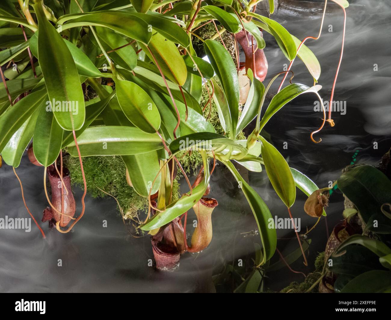 Kannenpflanze (nepenthes bicalcarata), Kannenfamilie (Nepenthaceae), sarawak, borneo, malaysia Stockfoto