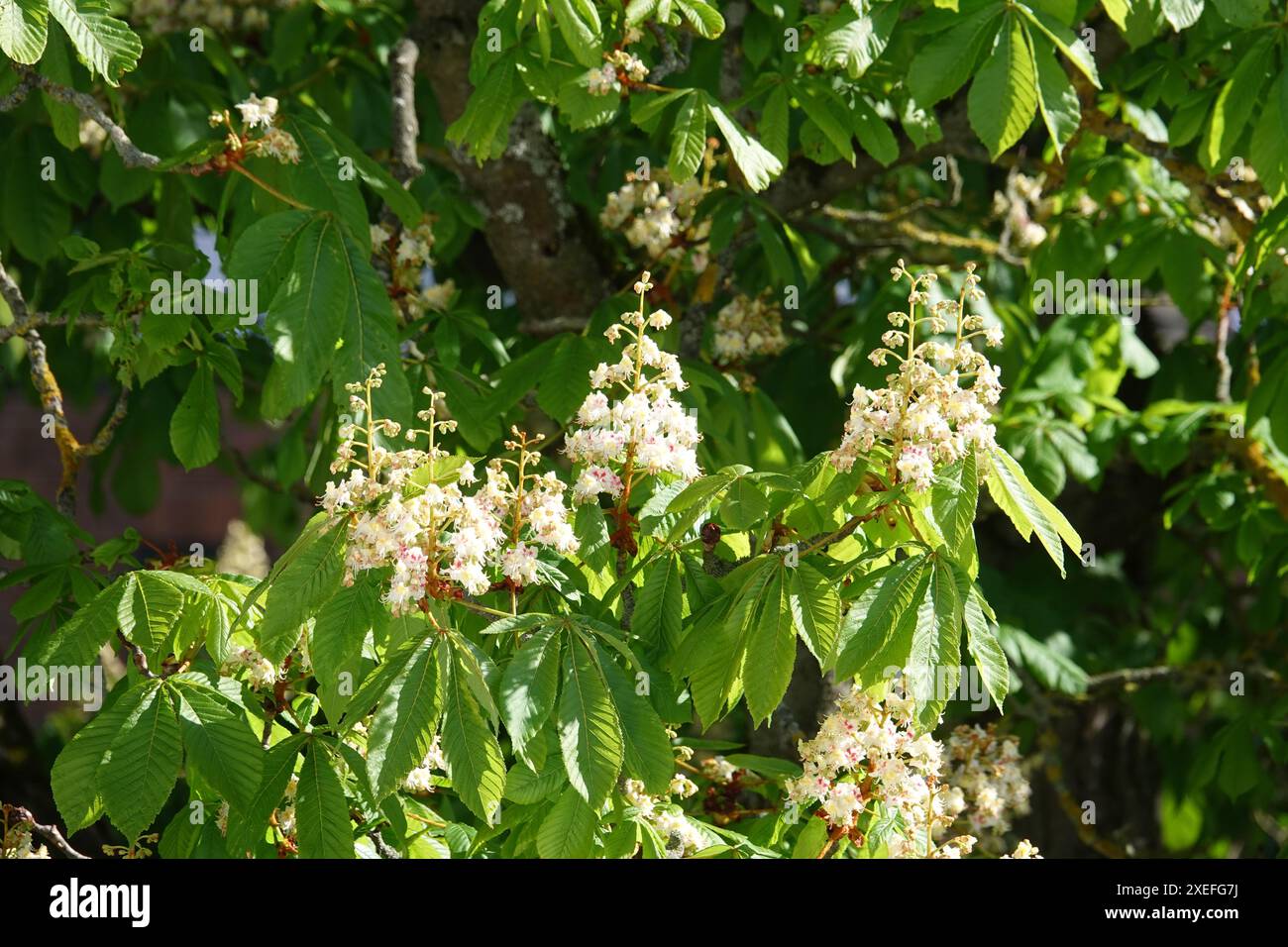 Aesculus hippocastanum, Rosskastanie Stockfoto