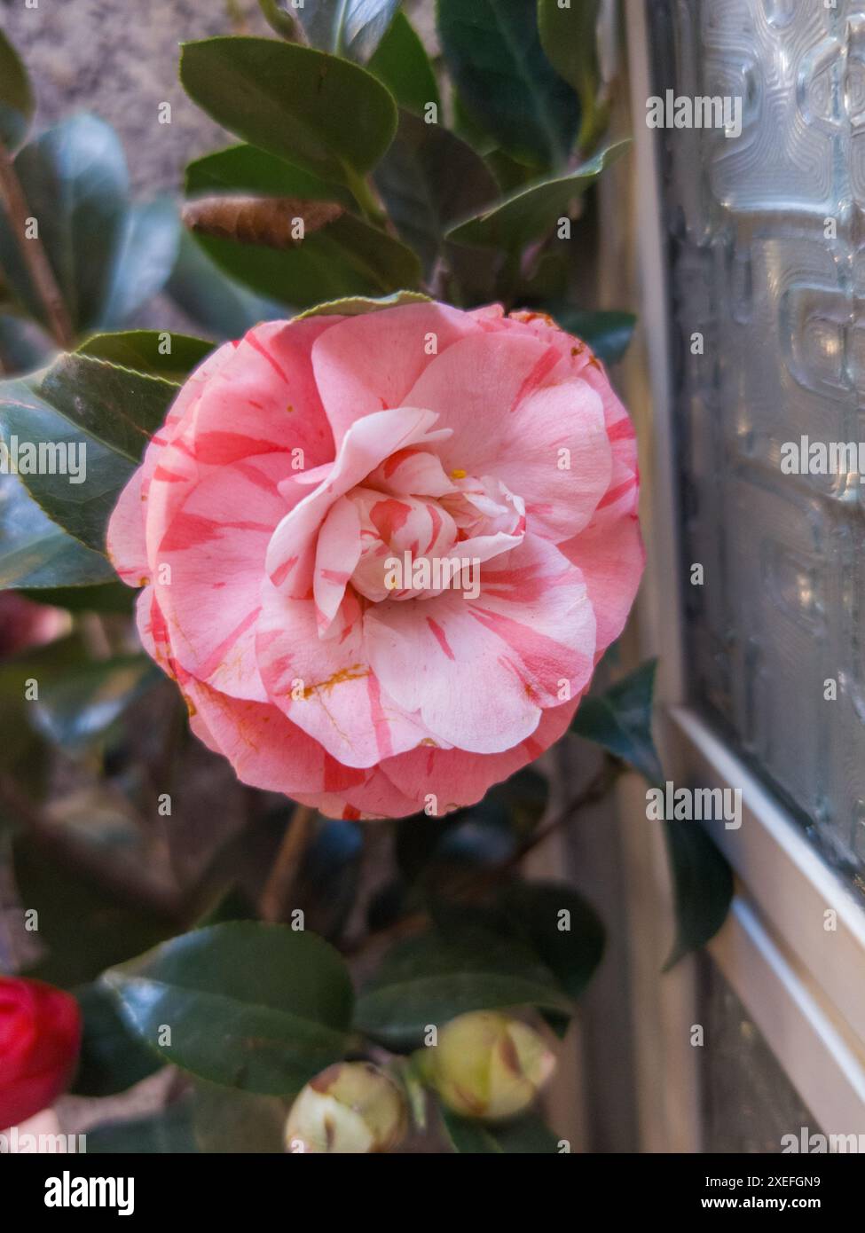 Schöne lebendige rosa japanische Kamelienblüten von (Camelia japonica) Stockfoto