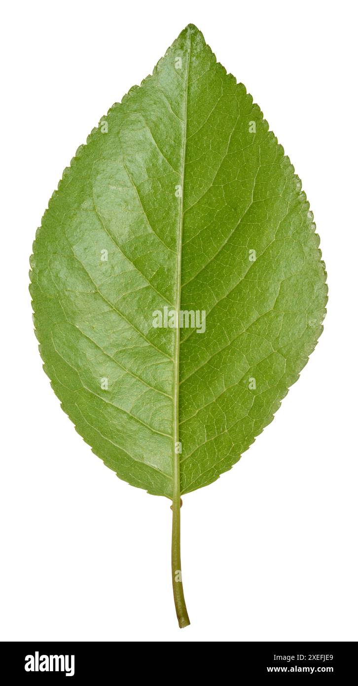 Grünes Kirschblatt auf weißem isoliertem Hintergrund Stockfoto