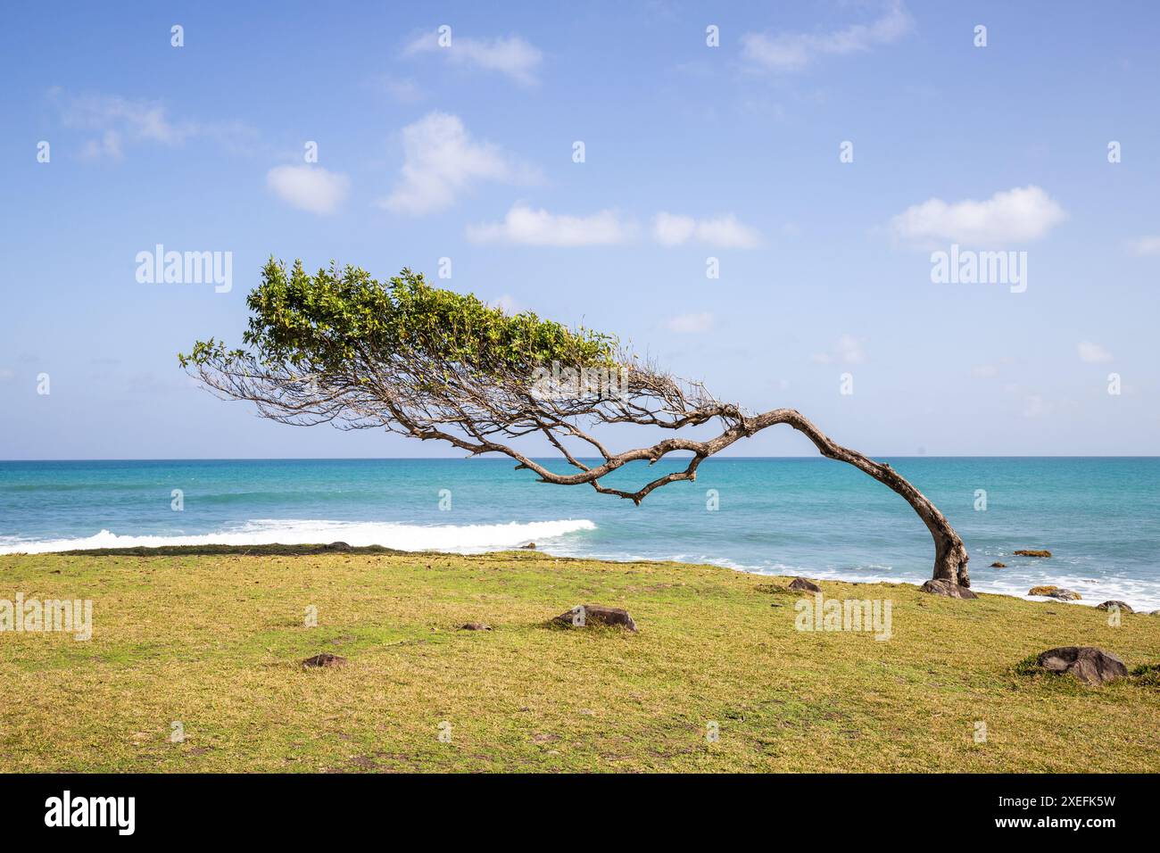 Bäume im Wind, eine Wiese am Meer. Am Strand wachsen einzigartige Bäume. Pointe Allegret, Guadeloupe Stockfoto