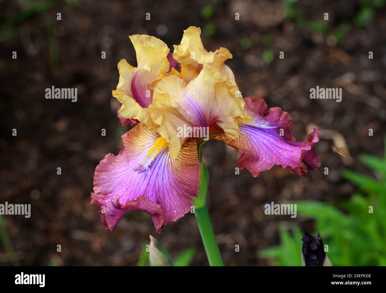 Gelbe und rosa große Bärtige Iris, Iris „Trillion“, Iridaceae. Stockfoto