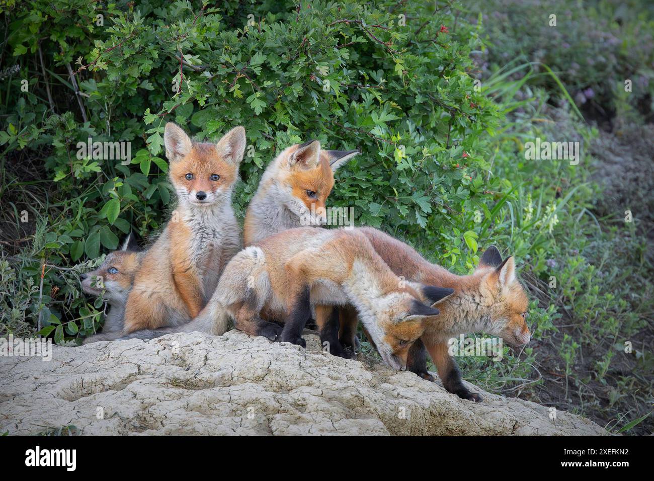 Wilde Rotfuchsbrüder in der Nähe der Höhle (Vulpes vulpes) Stockfoto
