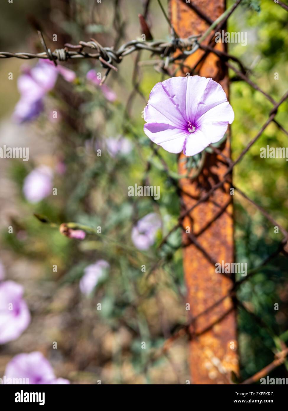 Porträt einer blassrosa mexikanischen Morgenblume (Ipomoea Tricolor), die sich durch einen rostigen Maschendrahtzaun mit verschwommenem Hintergrund schlängelt. Stockfoto