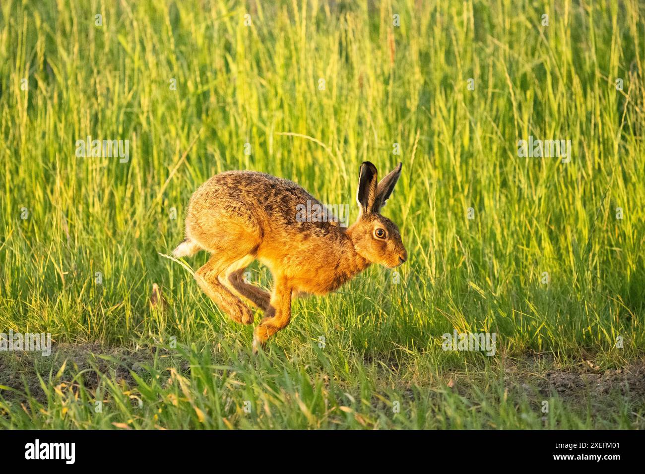 Braunhase (Lepus europaeus), der bei Sonnenaufgang am Feldrand entlang läuft – Schottland, Großbritannien Stockfoto