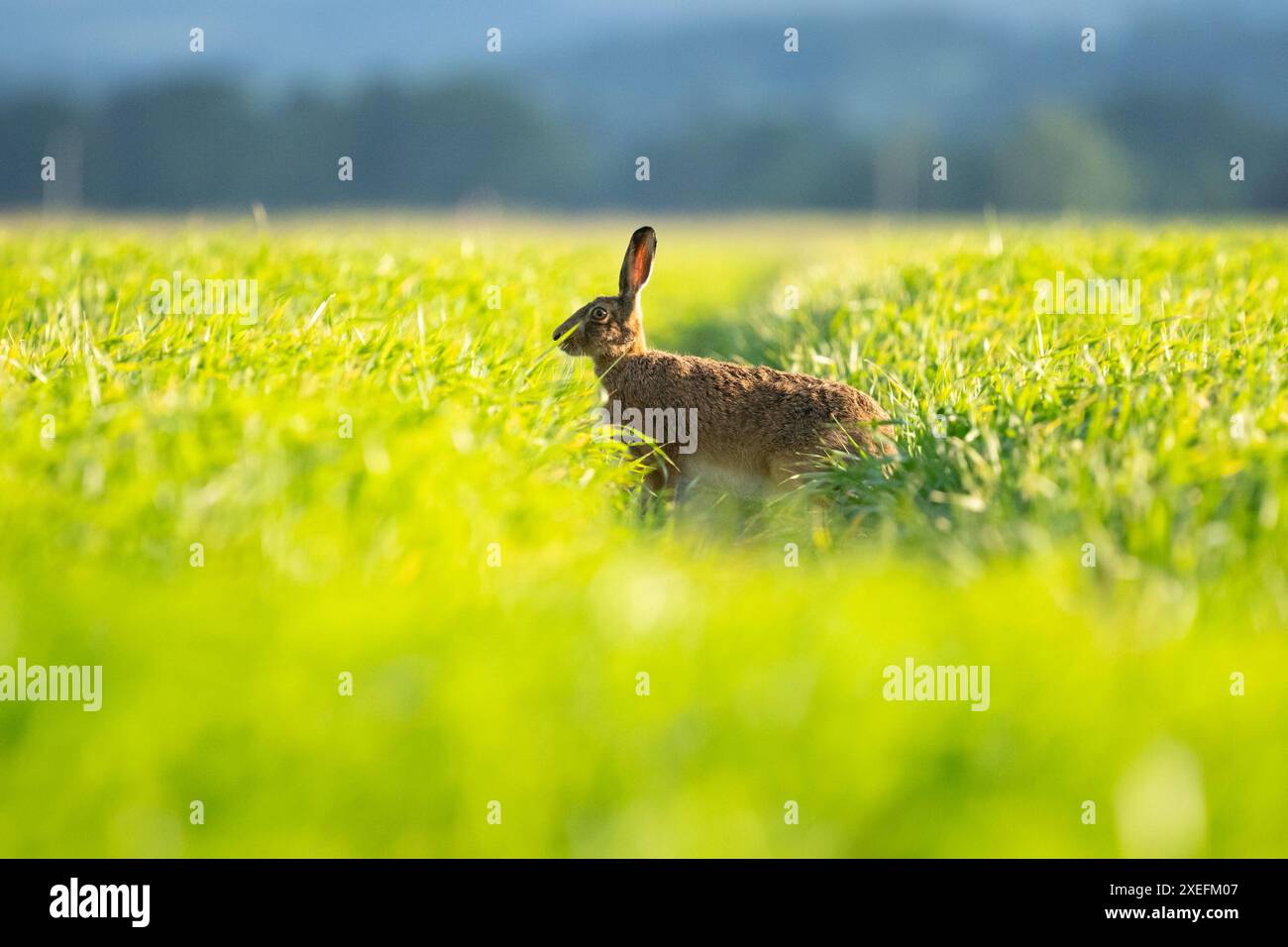 Europäischer Braunhase (lepus europaeus), der auf dem Ackerfeld steht, Schottland, Vereinigtes Königreich Stockfoto