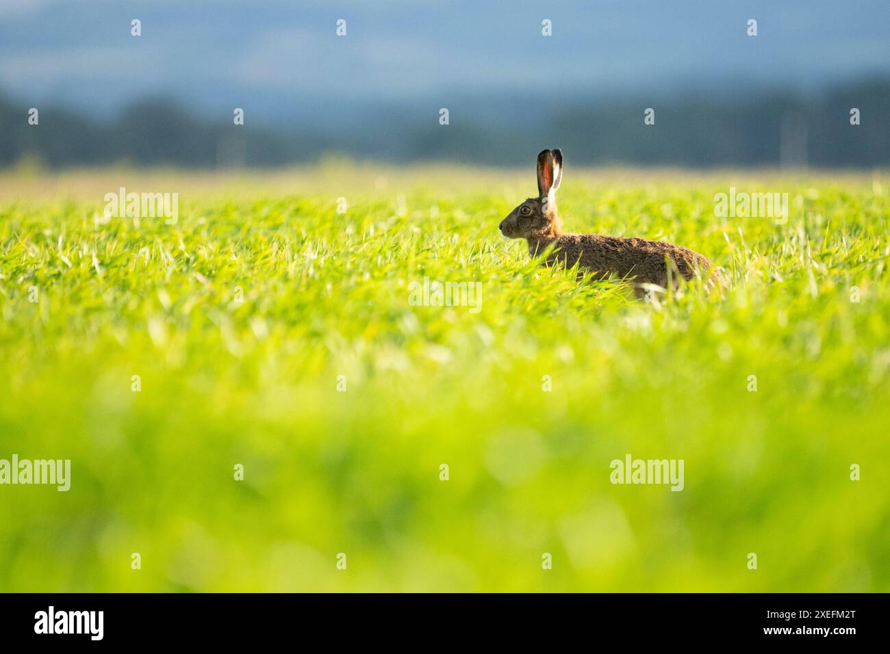 Europäischer Braunhase (lepus europaeus), der auf dem Ackerfeld steht, Schottland, Vereinigtes Königreich Stockfoto