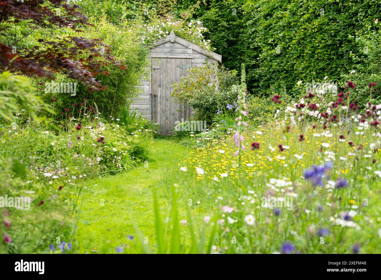 Wildtierfreundlicher Garten mit Weg, der durch blühenden Rasen gemäht wird, und nektarreichen Blumen in dicht bepflanzten Borders, Schottland, Großbritannien Stockfoto