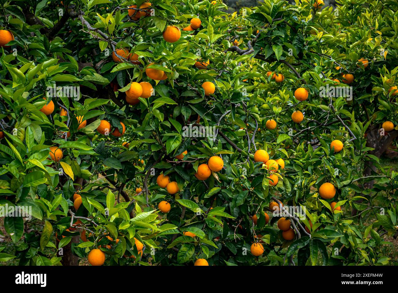 Nahaufnahme eines Orangenbaums mit Reifen, saftigen Orangen inmitten üppig grüner Blätter, die die frische und üppige Ernte betonen. Stockfoto